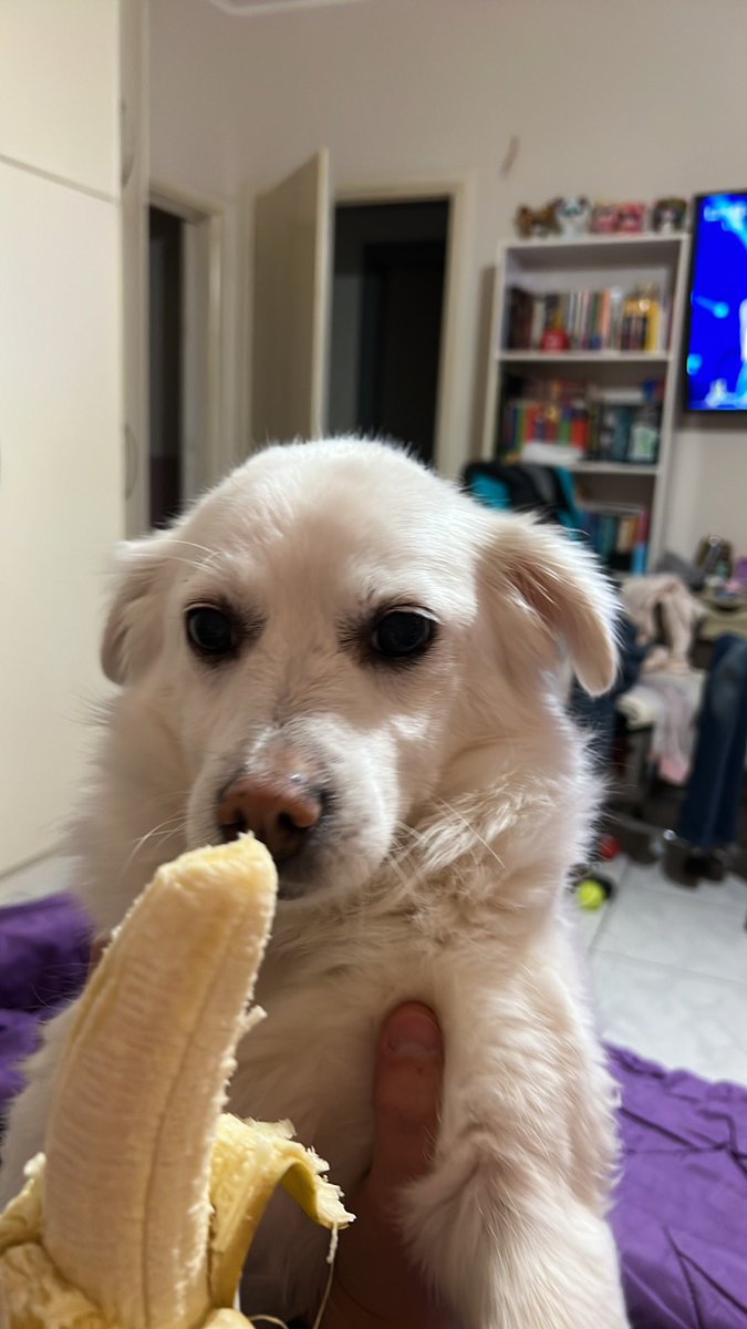 aimilaki_94's tweet photo. Give the wolf a banana #Eurovision2022 #Eurovision #eurovisiongr https://t.co/nYkZebS9VD