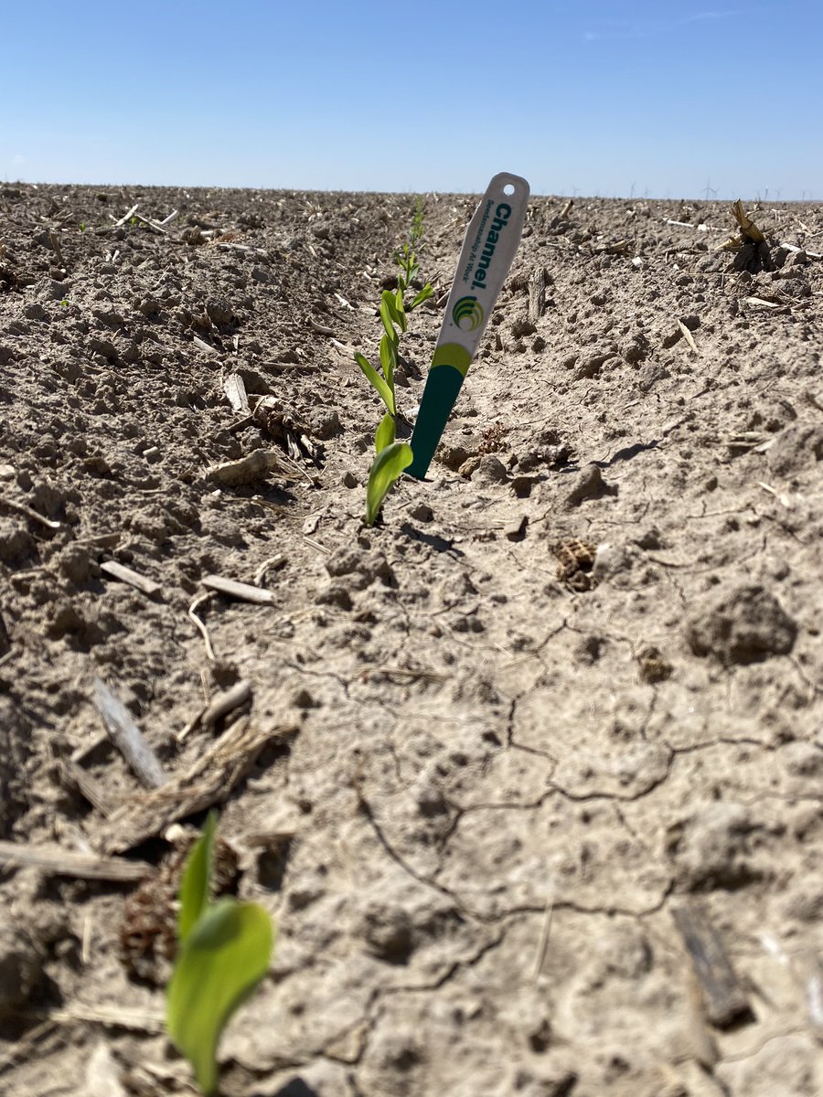 JustinCarter_Ag's tweet photo. 207-27STX coming up strong #channel #plant22 https://t.co/Y72oIUOidl