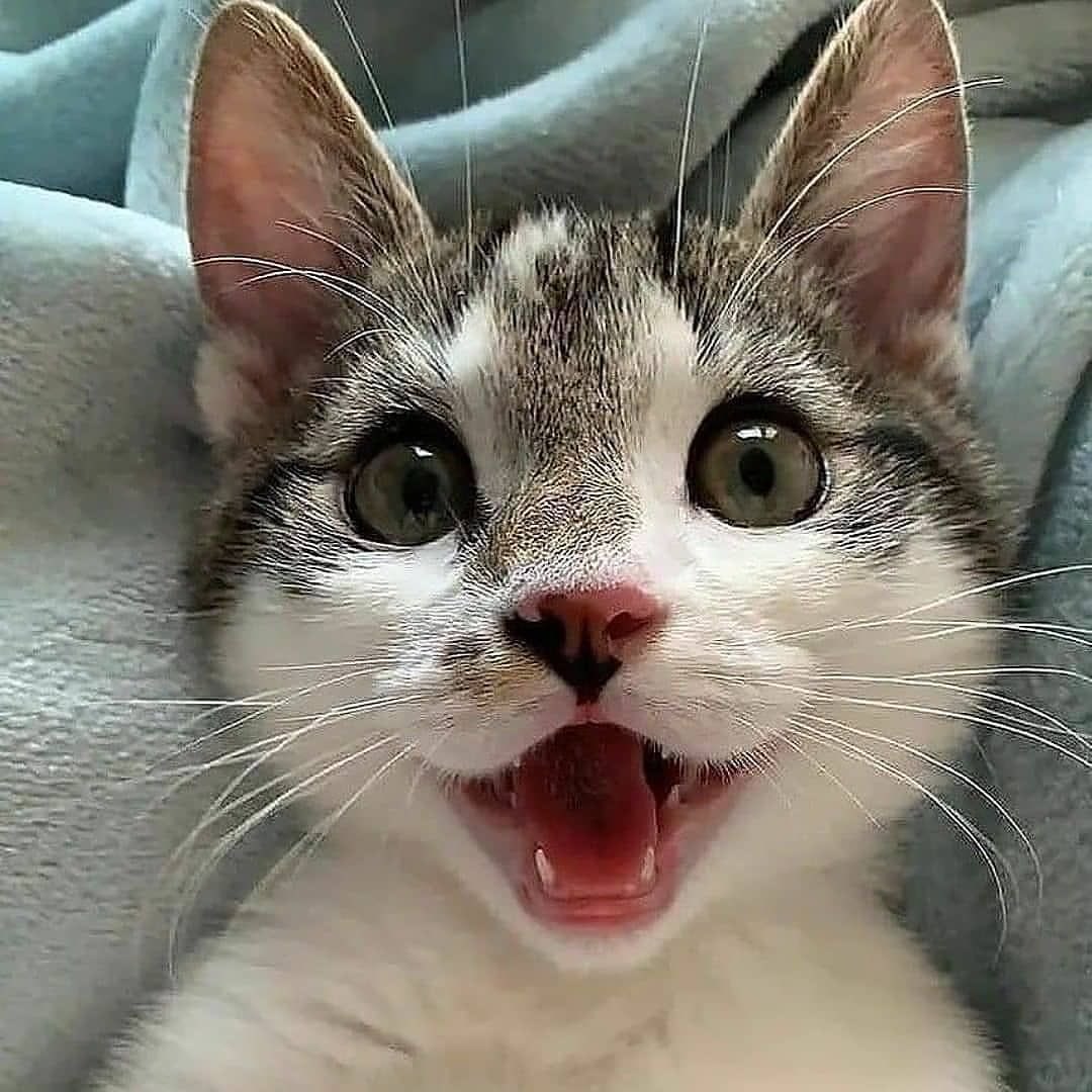 happy #Caturday #CatsOfTwitter #kittens