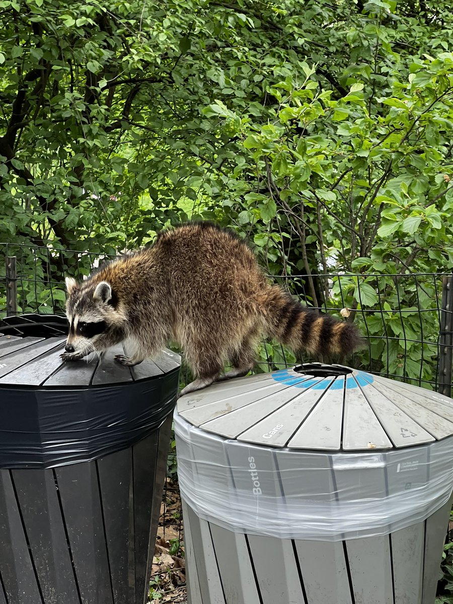 Just enjoying a beautiful day in Central Park