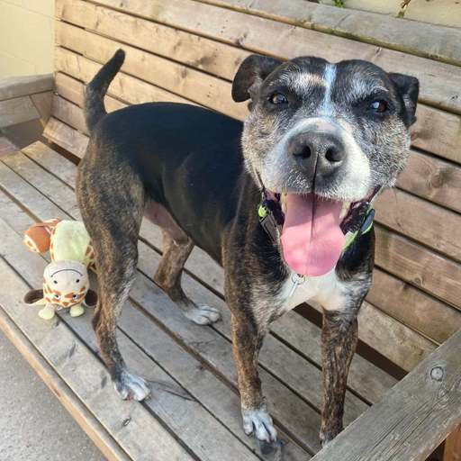 Please retweet to help Hughie find a home #StokeOnTrent  #England 

DETAILS or APPLY👇
seniorstaffyclub.co.uk/adopt-a-staffy………
#dogs #dogsoftwitter