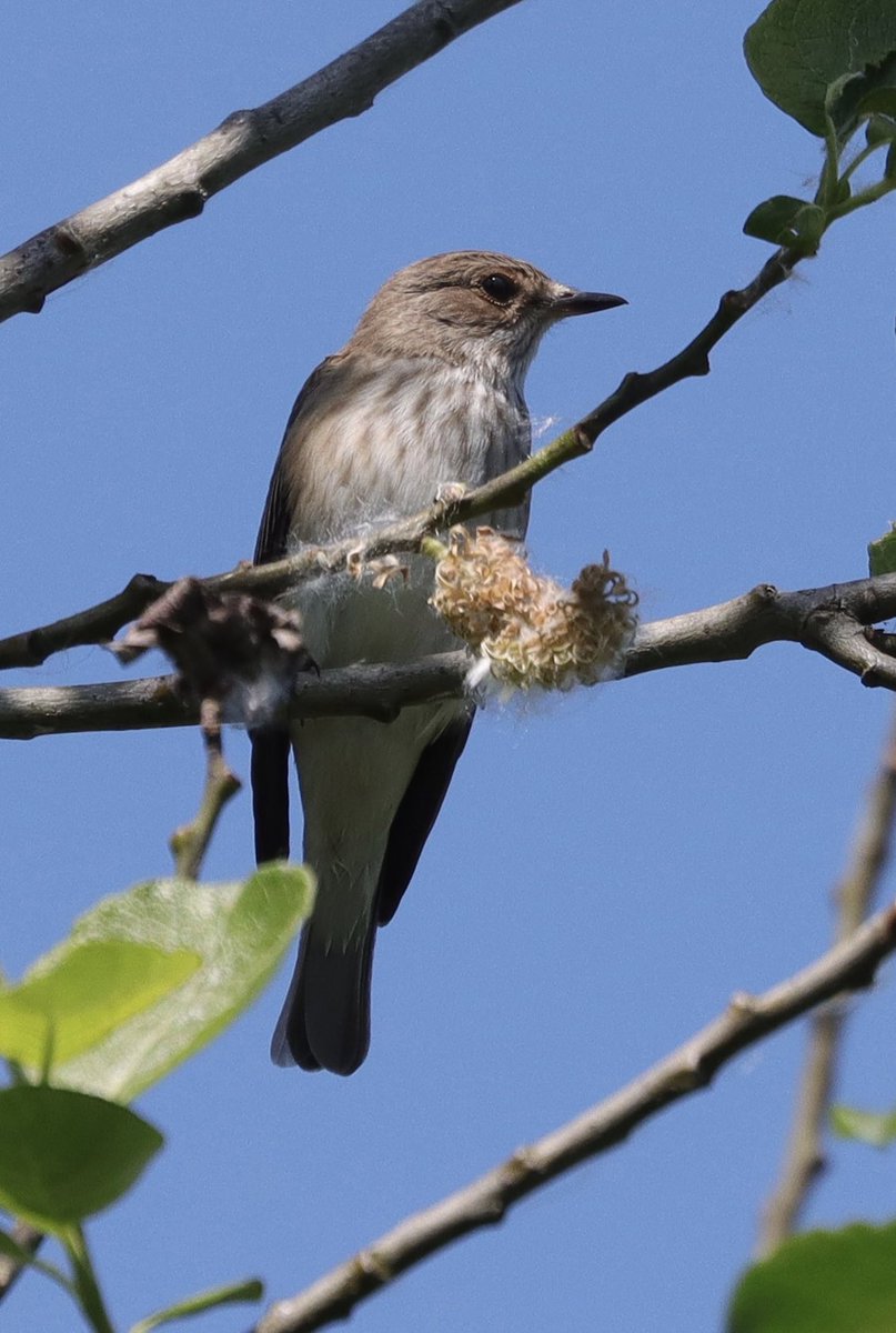 Rose Newbold tweet media