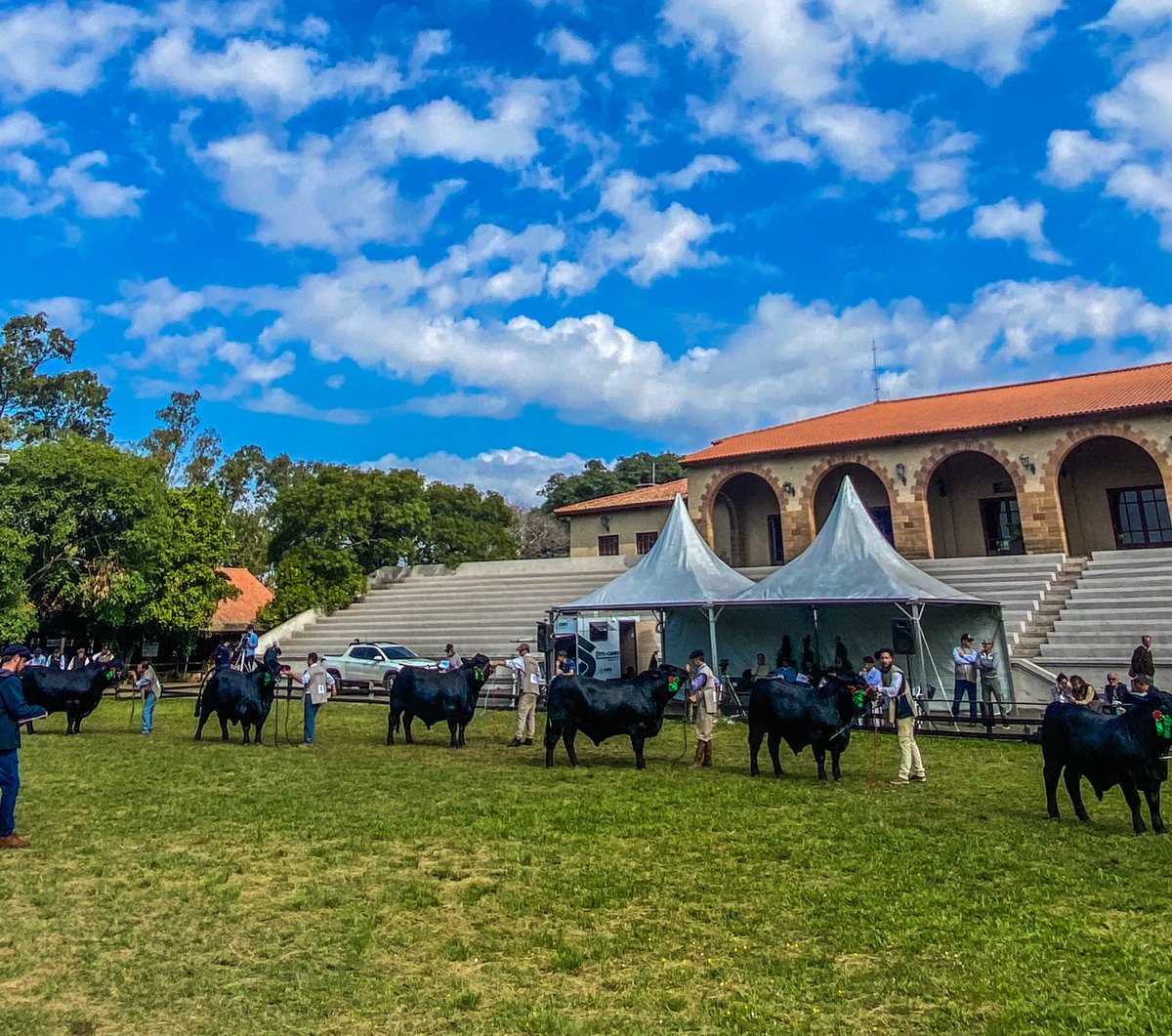 edilbertozootec's tweet photo. ExpoBrangus 2021. Sucesso na maior feira de Brangus do país! Parabéns aos organizadores e expositores! Semana que vem tem Hereford e Braford! https://t.co/1wD4EPdA1A