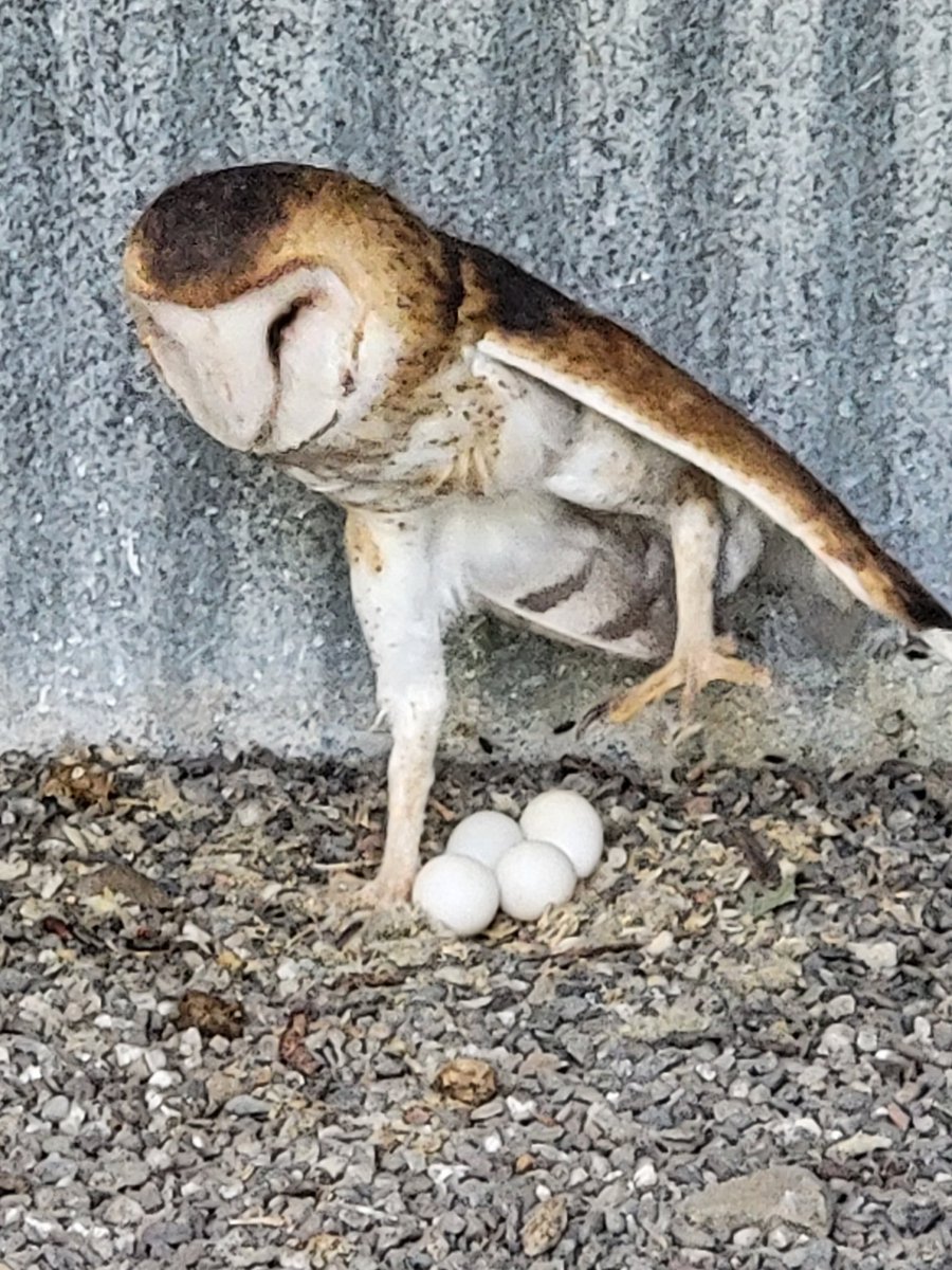 deathproofeth's tweet photo. Happy Saturday 😊  just had a wonderful time at the raptor rescue center UC DAVIS got to see some of my favorite Owls. It pays to #unplugg sometimes. #unplugged #owls #ucdavis https://t.co/6vhtJObUtw
