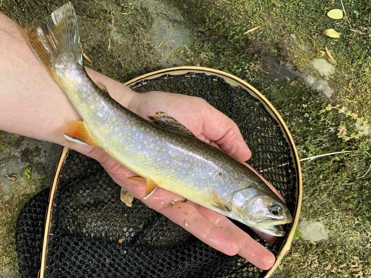 How many flies do you think this native brook trout has eaten in its lifetime? What an absolute stud!