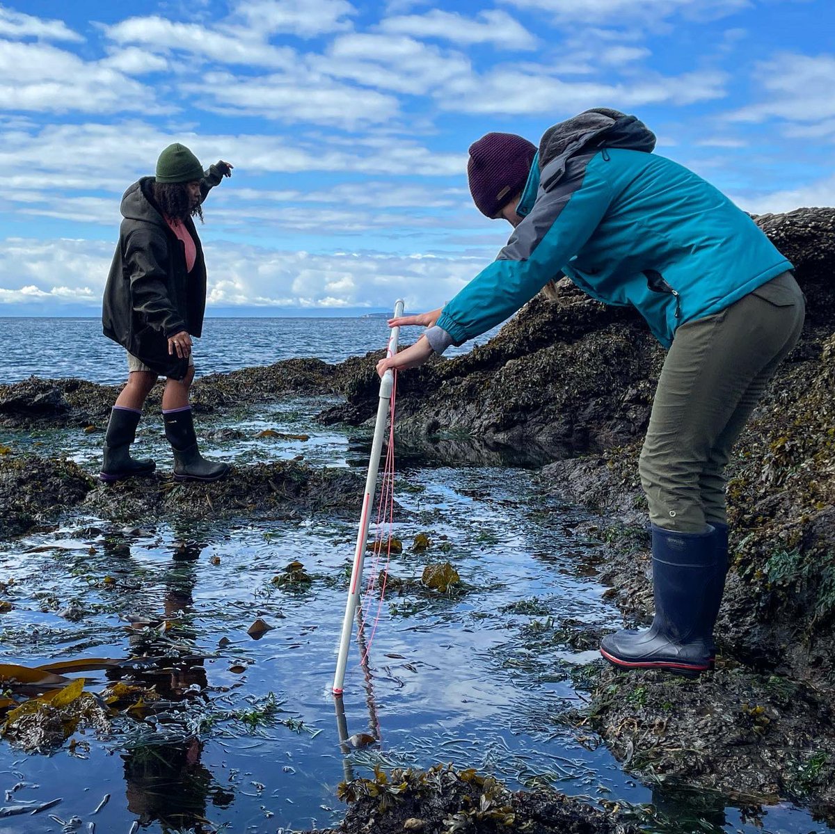 NU_ThreeSeas's tweet photo. Back in the tide pools! This time it’s to study metabolic processes of different functional groups within the pools 🧑‍🔬

📚: Changing Global Oceans 
🧑‍🏫: @steve_doo 
📸: @its_scuba_shan, Anik Grearson, &amp; Qiyah Williams  
#nuexperience #cosconnects #3Cs41 #fridayharborlabs https://t.co/2UGHUiRm1W
