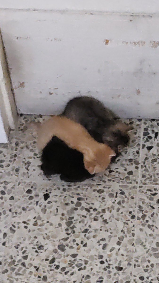 SadessoDepresso's tweet photo. //kitties https://t.co/FORKYkJwrl