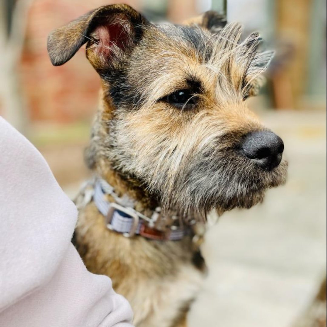 APAofMO's tweet photo. APA Alum, Gigi Loretta, pictured here, recently had a DNA test done by her family. What breed(s) do you think were included in her results? Share your guesses and we will share the results tomorrow!
#APAAlumni #APA #APAMO #AdoptDontShop #Dogs https://t.co/JKHxaKu7Ni