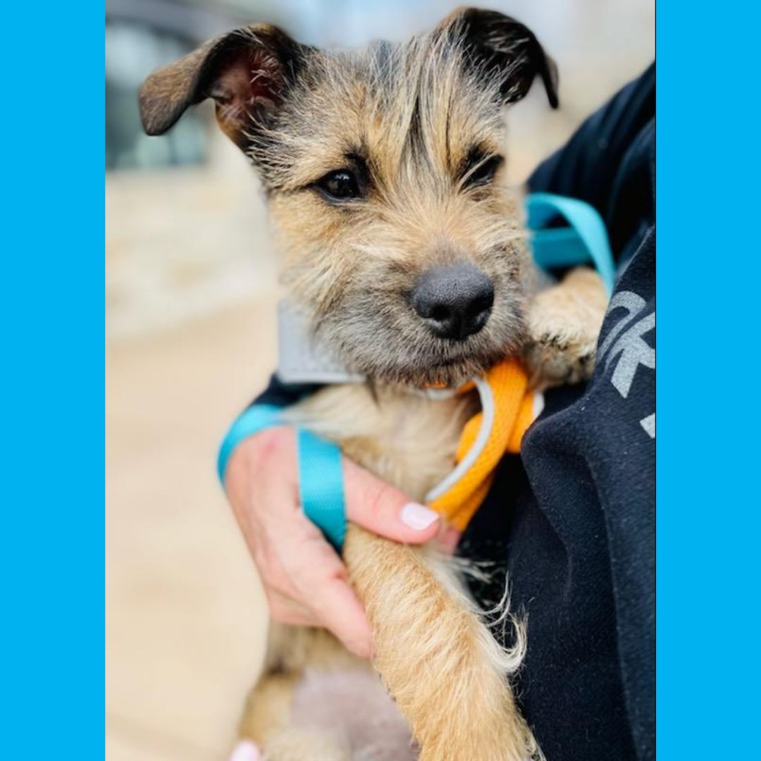 APAofMO's tweet photo. APA Alum, Gigi Loretta, pictured here, recently had a DNA test done by her family. What breed(s) do you think were included in her results? Share your guesses and we will share the results tomorrow!
#APAAlumni #APA #APAMO #AdoptDontShop #Dogs https://t.co/JKHxaKu7Ni