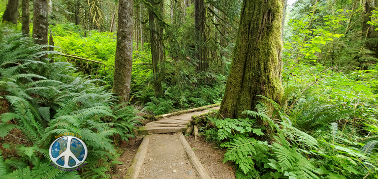 TomLynnAdventur's tweet photo. Boulder Creek Trail 
Lush coastal Puget Sound Forests 
https://t.co/2HKFn3qqXZ 
via @RoadTrekTV
:
#hiking #backpacking #camping #mountrainier #optoutside #getoutside #roadtrek #hike #wildflowers #roadtrektv #sleepoutside #neverstopexploring #artofthesport #washington https://t.co/ApYO8Decnn