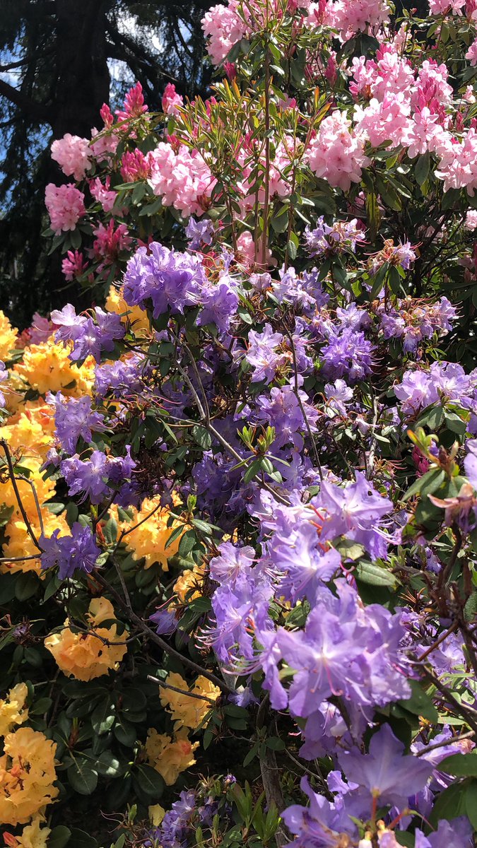 schmizmar9's tweet photo. Out wandering amongst the flowers https://t.co/6b9iZKwB67
