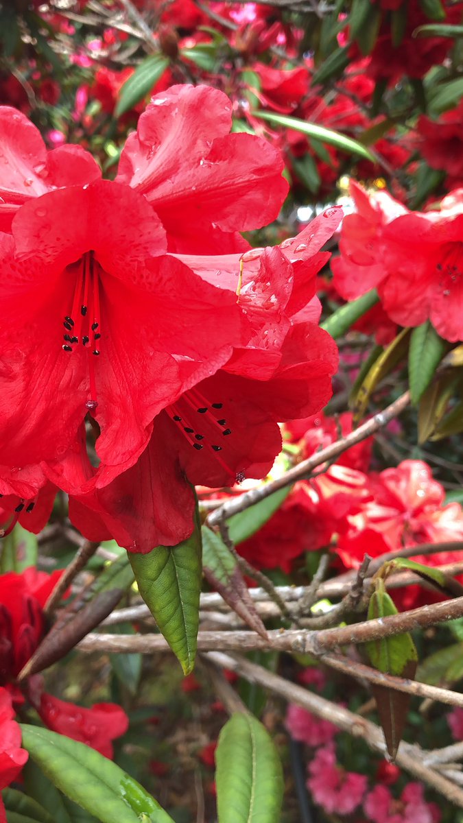 schmizmar9's tweet photo. Out wandering amongst the flowers https://t.co/6b9iZKwB67