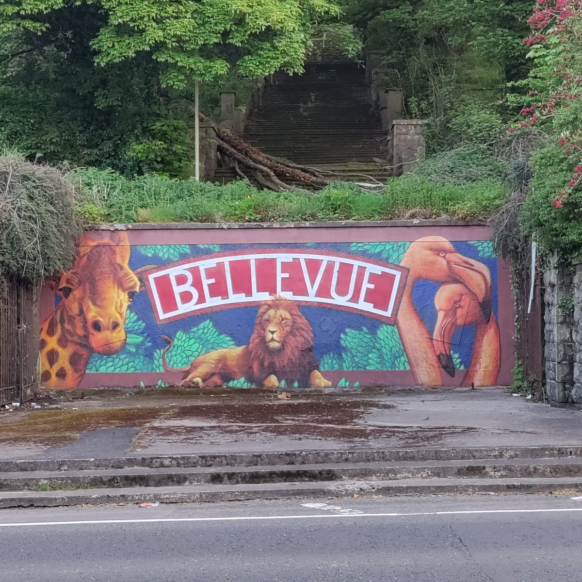 The new mural at the old #BellevueZoo entrance. @BelfastZoo