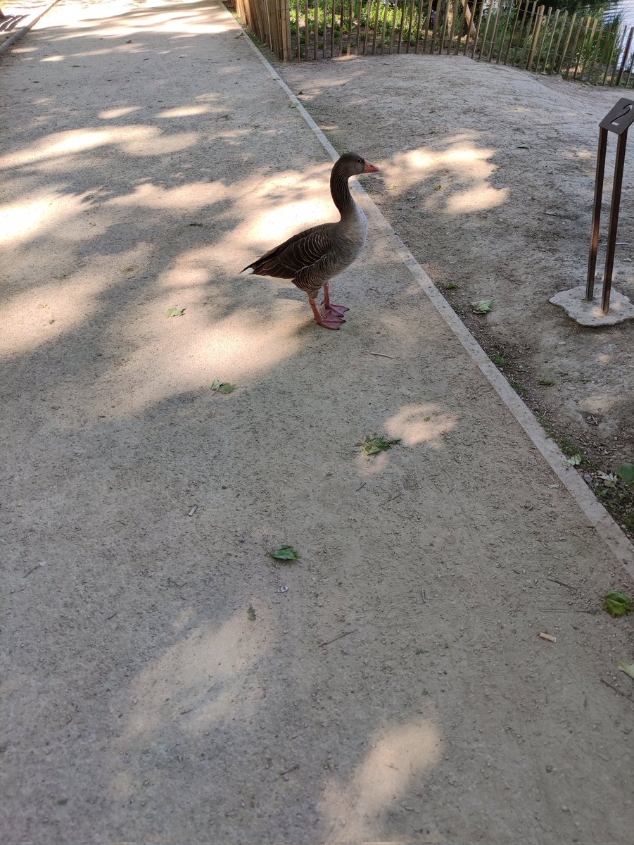 Patybio1's tweet photo. J'avais sûrement un rdv inattendu ...
#parcdelatetedor
#lyon
#leschosesdelavie https://t.co/N3pMTLkBx3