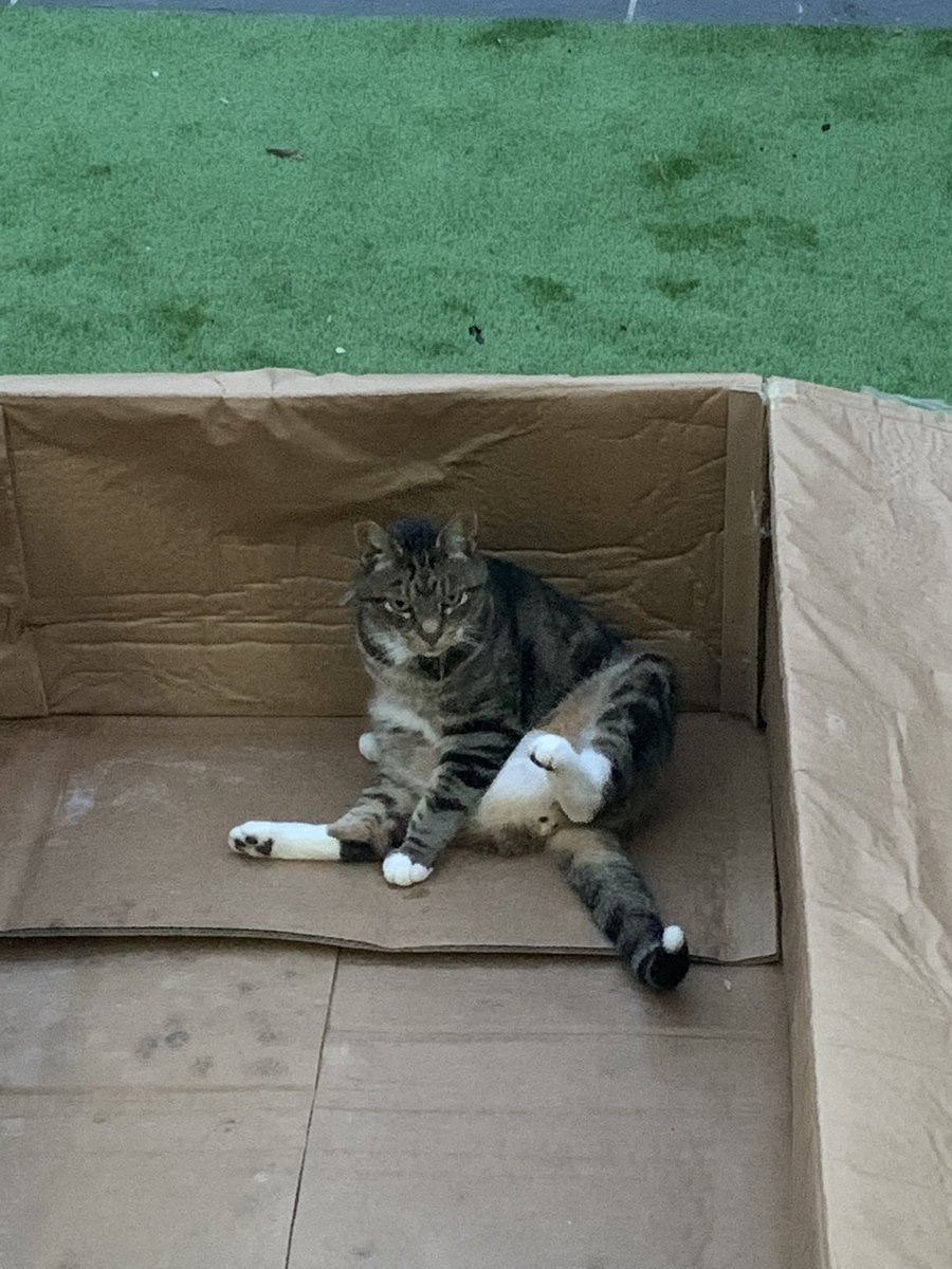 TexansToogie's tweet photo. Cat in a box 😹 Hope you’re all having a grrrreat weekend! #Caturday #CatsOfTwitter #Kitty #cats https://t.co/rKUjKYkuIV