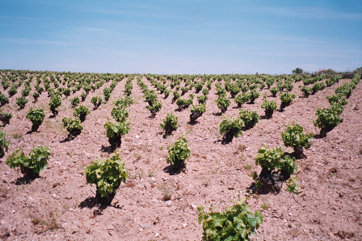 genergea's tweet photo. Estados Unidos lidera el crecimiento del comercio mundial de vino: importó en 2021, 161,7 millones de litros más de vino, gastando 1.056,4 millones € más https://t.co/dVwZtBisSN @AgronewsCyL https://t.co/3UaFAUrAUc