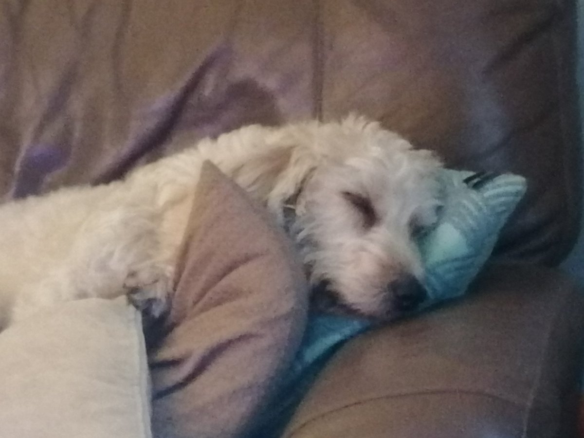 ArchieBall25's tweet image. I carnt be bovvered wiv da You-ro-vishun songy fing