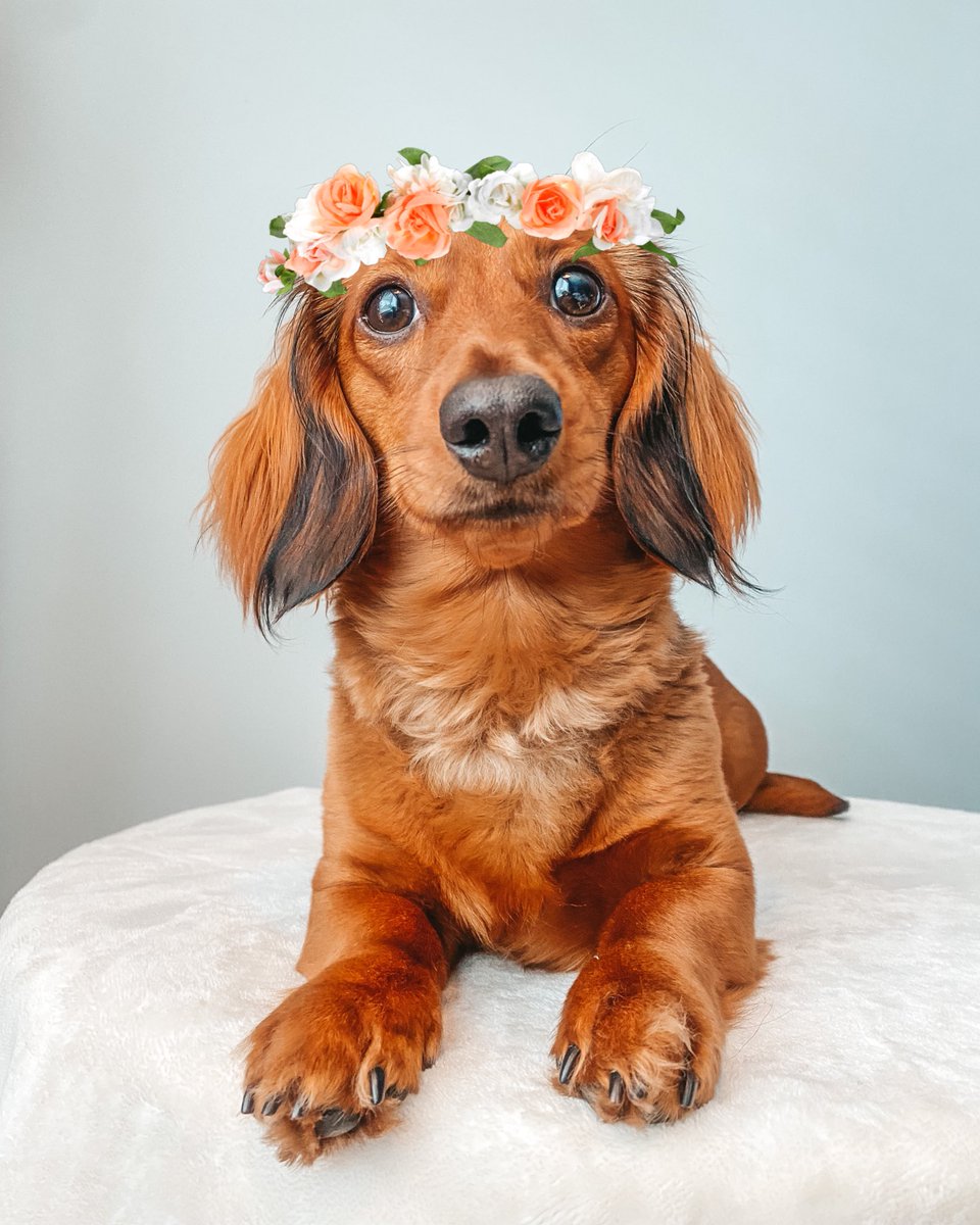 ginnyxauggie_'s tweet photo. Flower Girl 💫 #dogsofteitter #flowers #weekendvibes https://t.co/RTIXBQAGvf