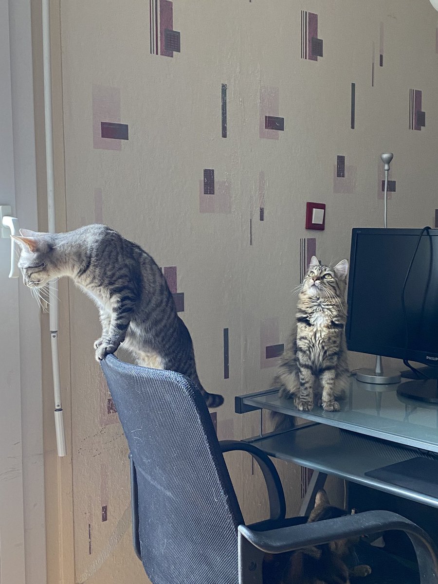 mxtelys's tweet image. j’ai ces deux poupettes à l’adoption elles ont respectivement 12 et 10 mois et sont situées dans le 91 ( Corbeil Essonnes ) pour plus d’informations n’hésitez pas !!