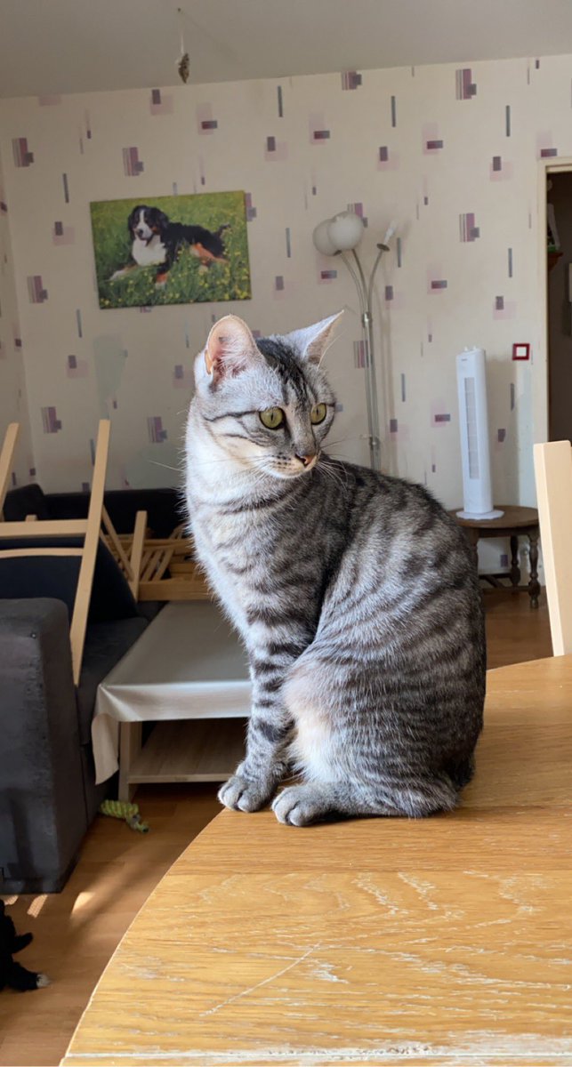 mxtelys's tweet image. j’ai ces deux poupettes à l’adoption elles ont respectivement 12 et 10 mois et sont situées dans le 91 ( Corbeil Essonnes ) pour plus d’informations n’hésitez pas !!