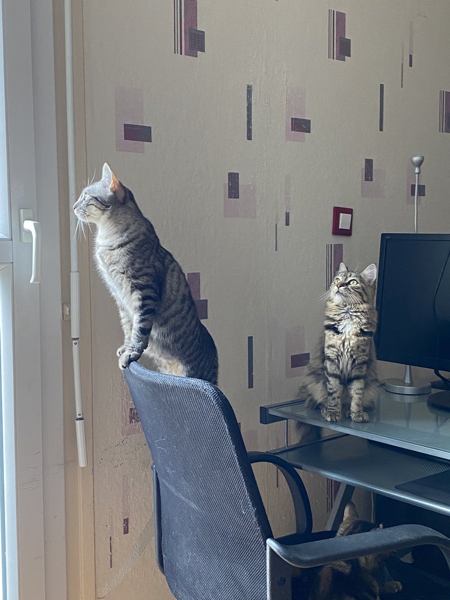 mxtelys's tweet image. j’ai ces deux poupettes à l’adoption elles ont respectivement 12 et 10 mois et sont situées dans le 91 ( Corbeil Essonnes ) pour plus d’informations n’hésitez pas !!