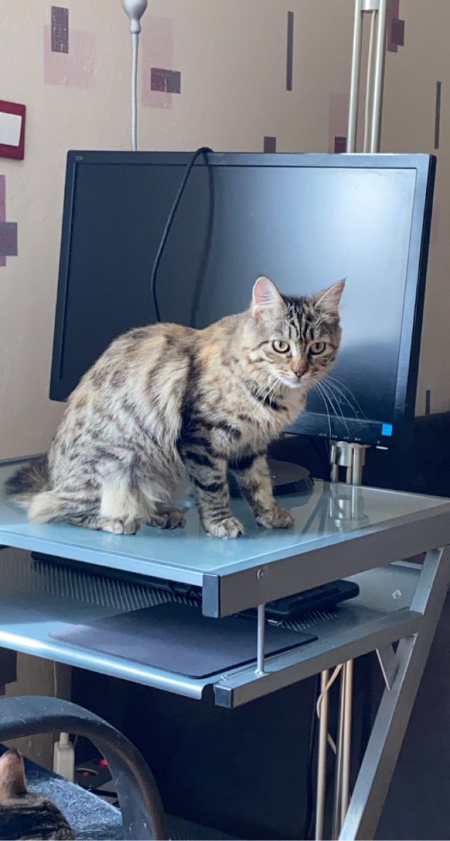 mxtelys's tweet image. j’ai ces deux poupettes à l’adoption elles ont respectivement 12 et 10 mois et sont situées dans le 91 ( Corbeil Essonnes ) pour plus d’informations n’hésitez pas !!