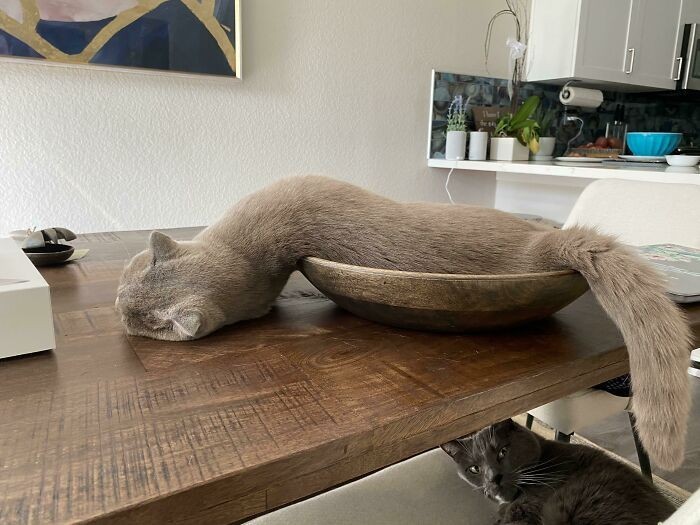 AltVance's tweet image. Cute cats are as soft as no bones🥰🥰🥰