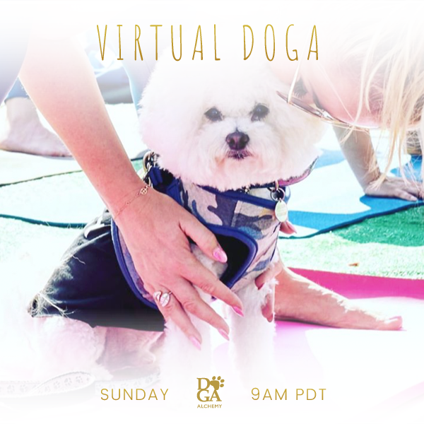 Lunar Eclipse Virtual Doga (Yoga with Dog) Tomorrow 

05/15/22 Sunday
9am-10am pdt

Please RSVP before start time via the link below:

stephkang.as.me/virtualdoga

Sign up for our email list to join our pack:
- mailchi.mp/a18bf1180cec/e…
