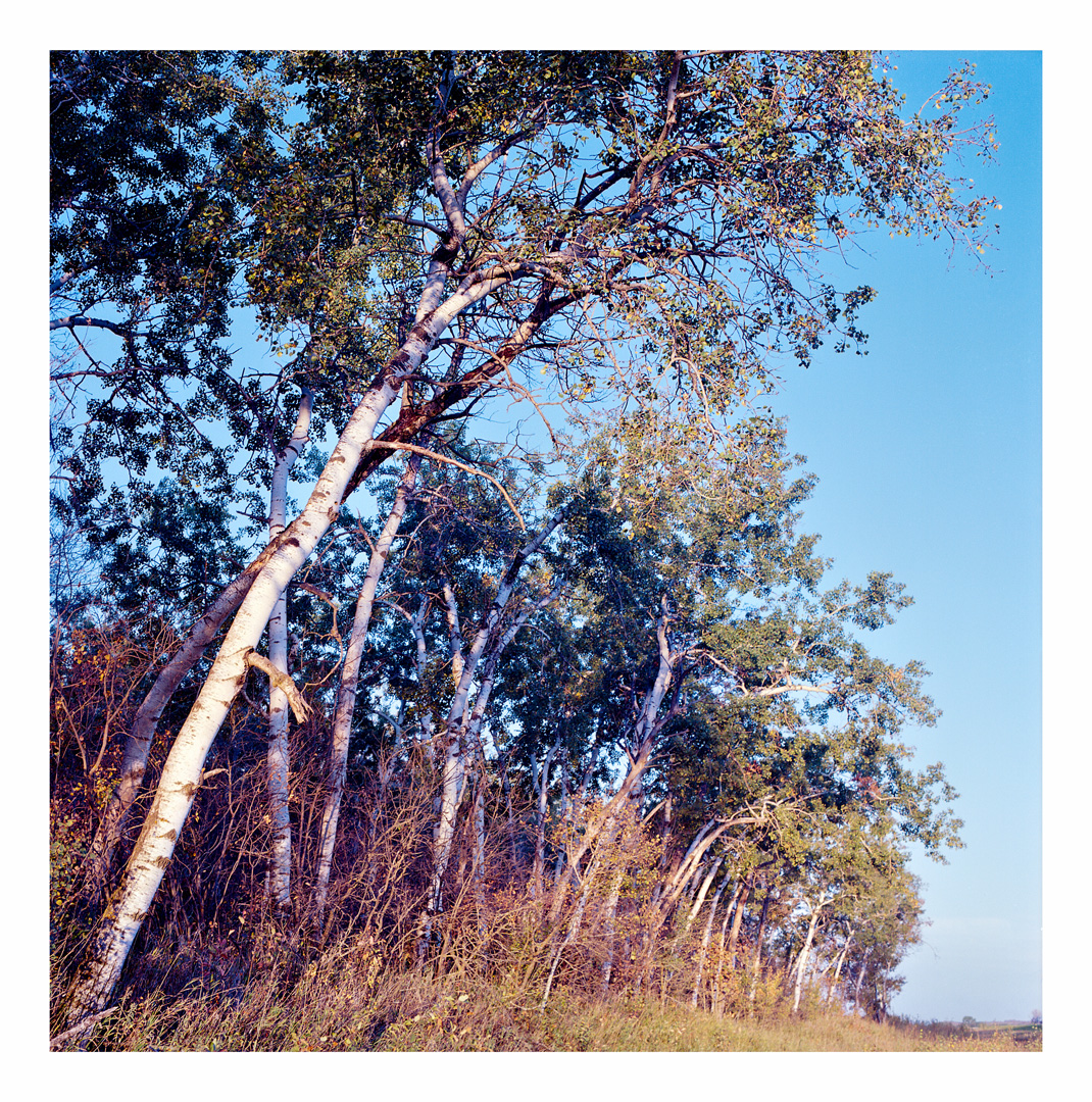 zojofoto's tweet photo. middle of Manitoba. the country side, dirt roads and golden light - seems about right. 
____
just a moment - alongside a road - you know the one. 

📸 Hasselblad 500c/m | 80mm | 1/500th | Provia100 Film|
#zojofoto #filmisnotdead #naturephotography #film #ishootfilm https://t.co/JXyLfqB2vU
