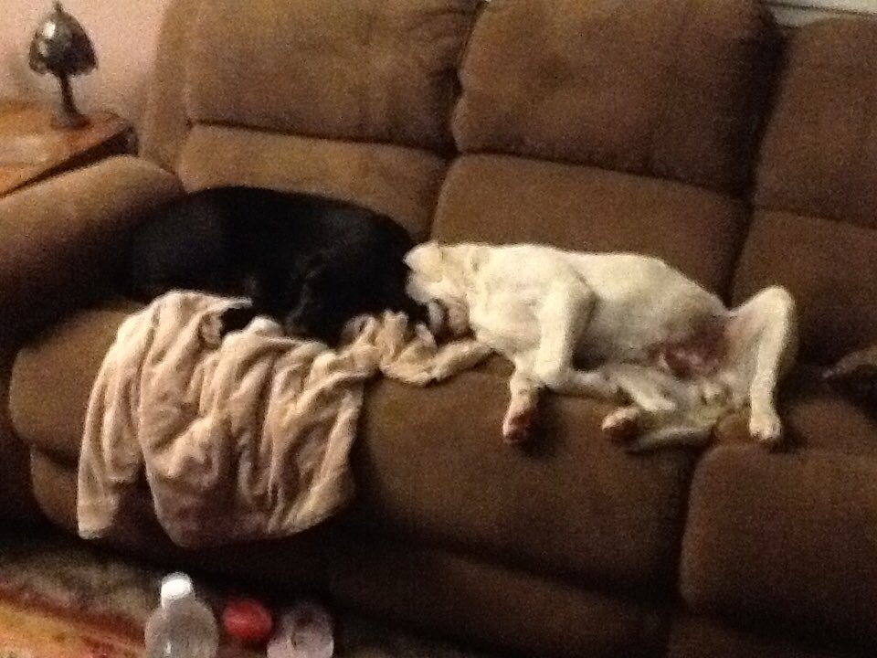 budaboybrya's tweet photo. @Bruadarach_labs unfortunately we lost gunny the black lab a year ago and Buddy is fixing to turn 14 so he has slowed down a great deal as you can imagine and has been taking shots to control his arthritis and sad to say headed to the bridge soon because we are not willing to let him suffer https://t.co/qr8vIVYdXW