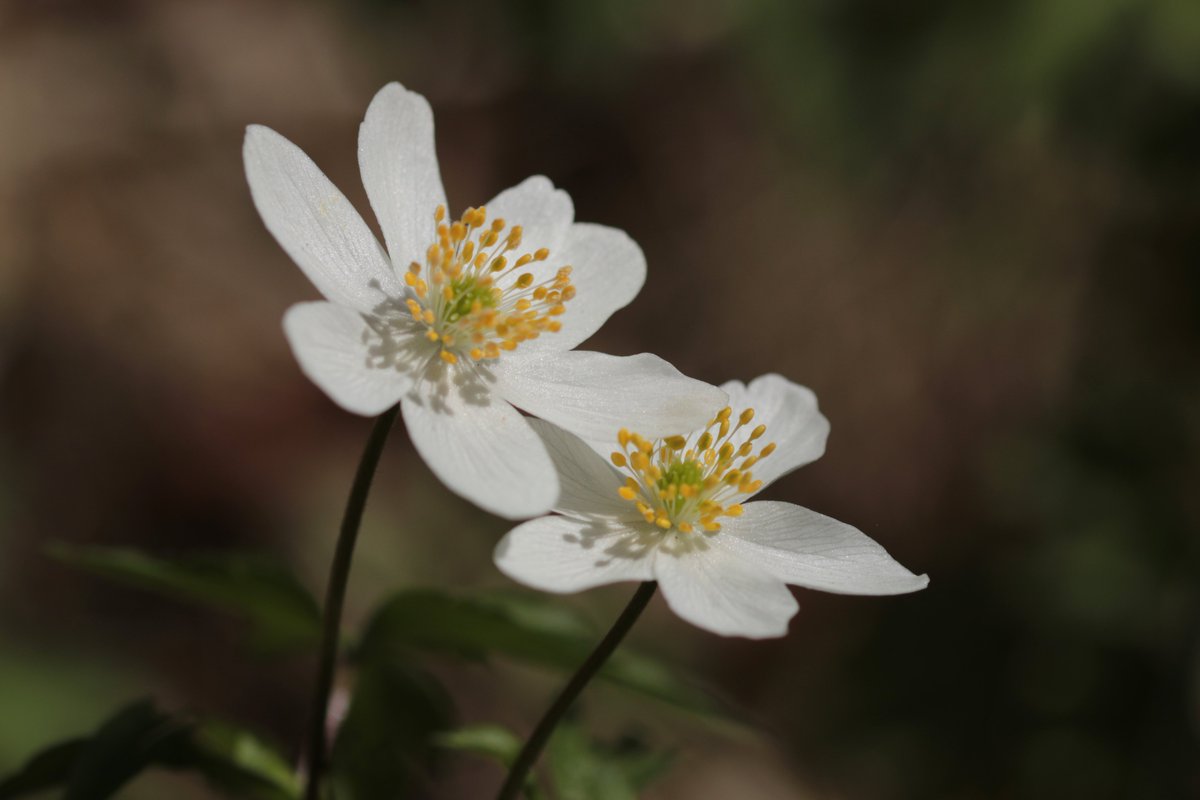 RitvaSavolaine1's tweet photo. Toukokuun kukkiin kuuluvat myös valkovuokot. Lapsuuden muistoissa ne kuuluivat myös äitienpäivään. #valkovuokko #finnishspring #may2022 https://t.co/2G2K3hP1cY