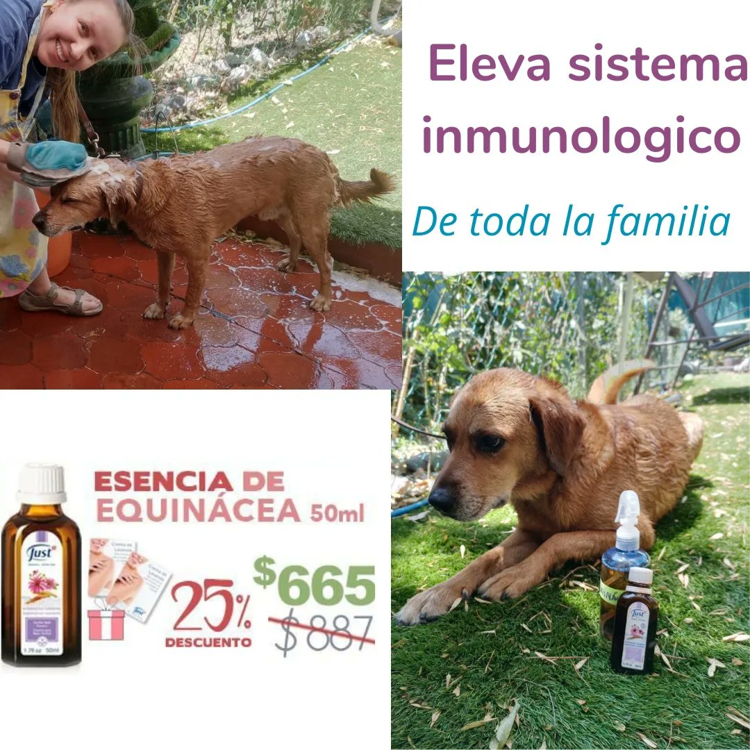 Aziz201915's tweet photo. Fortalece tu sistema inmunologico y el de tus mascotas @TlalpanVecinos @CoapaXochimilco @LaCampestre_Ch @VillaCoapaMX https://t.co/9UlSf0tsuF
