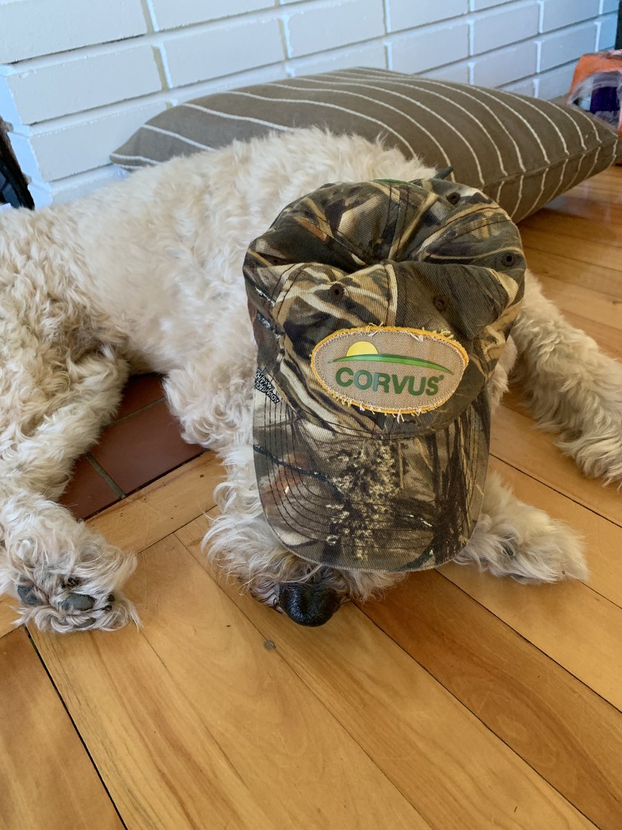 Dormez l’esprit tranquille avec #Corvus de Bayer Crop Science