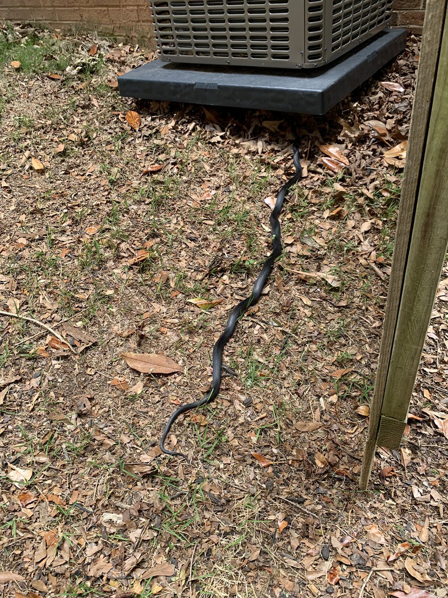 CosmosconBlog's tweet photo. I usually have an annoying chipmunk problem in my yard but I haven’t seen even one this year. Now I know why. #GoodSnake https://t.co/QbsKQPZ319