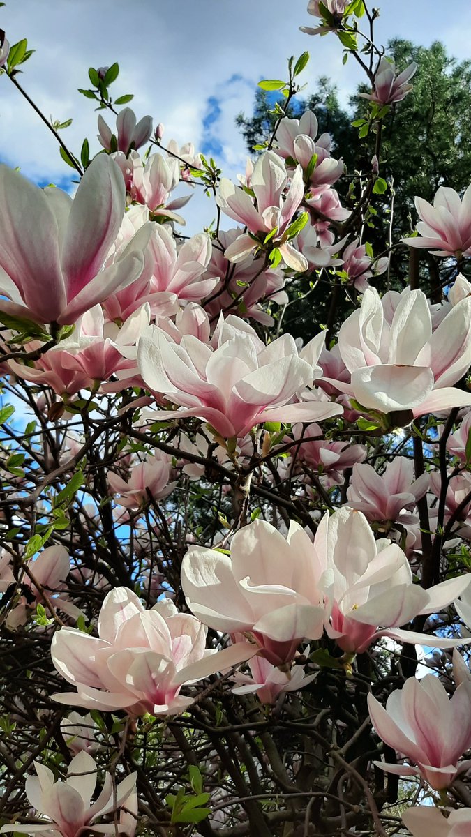 AgataGessner's tweet photo. Magnolia 🌸 kwitnie 👌.... teraz jest najpiękniejsza 🌸🌸🌸 
#magnolia #pogoda #warszawa https://t.co/IGC1ZbDCG0