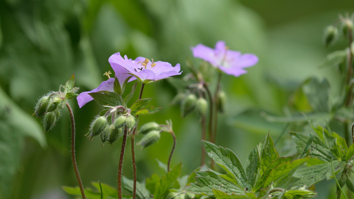 BarbraEtches's tweet photo. Wild #geranium also known as Spotted Crane’s-bill.

#growmeinstead #wildflowers https://t.co/Souwzf2QkK