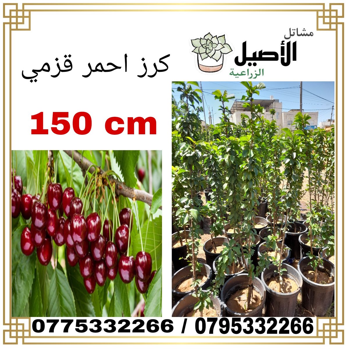 jordan_jerash's tweet photo. https://t.co/6SvQ7QopFs