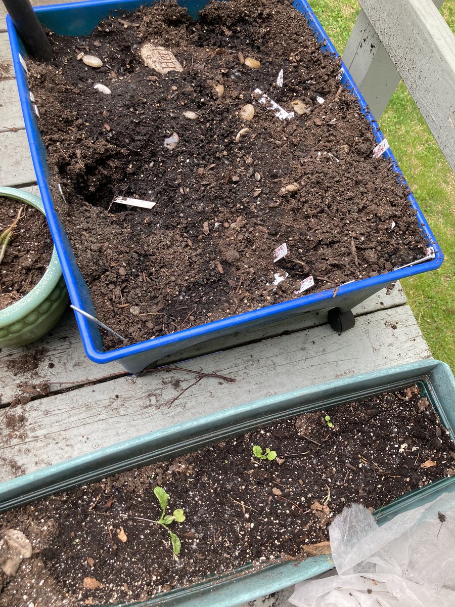 The wasteland of my vegetable garden box. It was neatly divided into quarters with pebbles, 2 quarters of radishes, 2 quarters of mache.Long box was overflow of seedlings. All marked. Somebody tell me it’s not too late. Dry my tears, start again. There’s no crying in gardening???