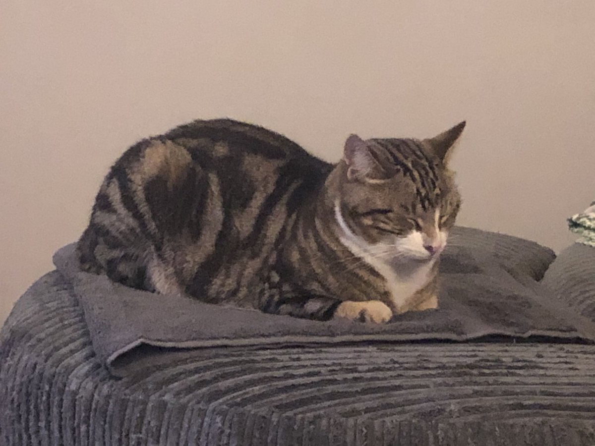 BagelandMuffin1's tweet photo. Mum says Iβve baked a lovely loaf tonight. #bagel #cats #CatsOfTwitter #kittyloaf #Caturday #SaturdayVibe #comfykitty https://t.co/Ln1okWqGDM