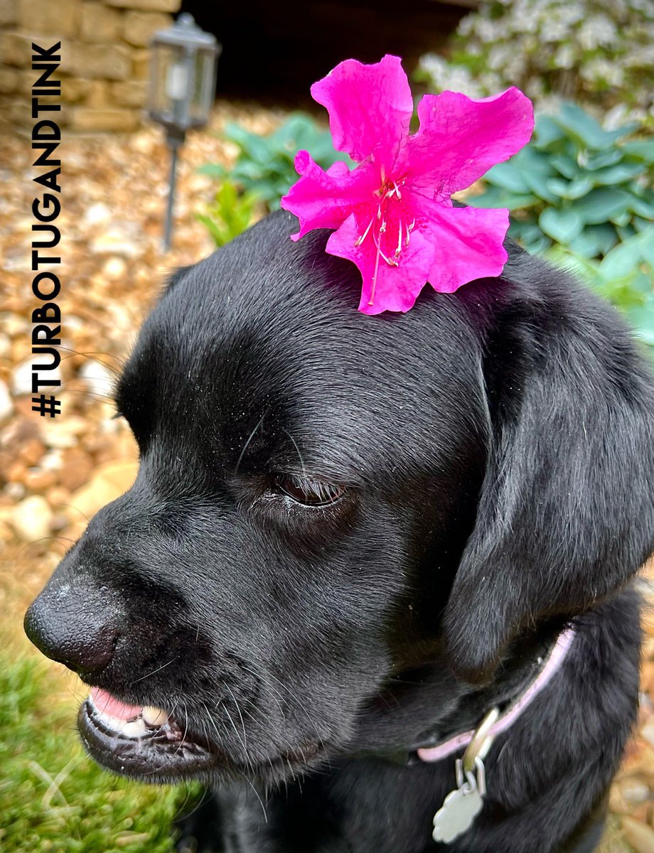 TINK:  I’m joining the #FloofHeadsClub too, cause I’m feeling extra pretty today. 😍🥰 Mom always tells me I’m a pretty girl & I hopes they’ll let me join. I’ve never been in a club. 🥰 Do you like my floofs?🌺🥰🐾😘
#Dogsarefamily #FloofHeadsClub #dogsoftwitter #TurboTugandTink