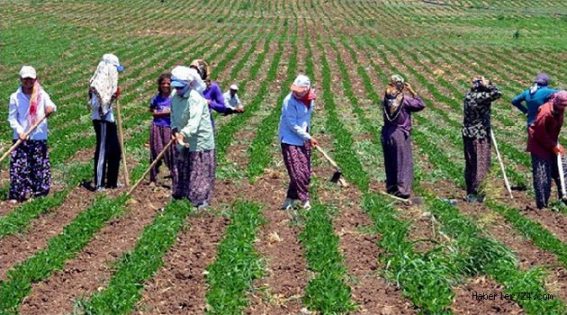 Alınteri ve nasırlı elleriyle toprağı yoğuran, sofralarımıza bereket katan değerli çiftçilerimizin #DünyaÇiftçilerGünü kutlu olsun...