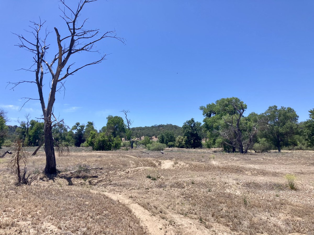 EmilyFairfax's tweet photo. The difference in greenness between where the Salinas River has #beavers and where it doesn’t is remarkable. 

Beavers make California #riverscapes more complex, which helps protect them from droughts and wildfires. Plenty of water for the plants here! 

Thanks, beavs. https://t.co/9E7GlUdMww
