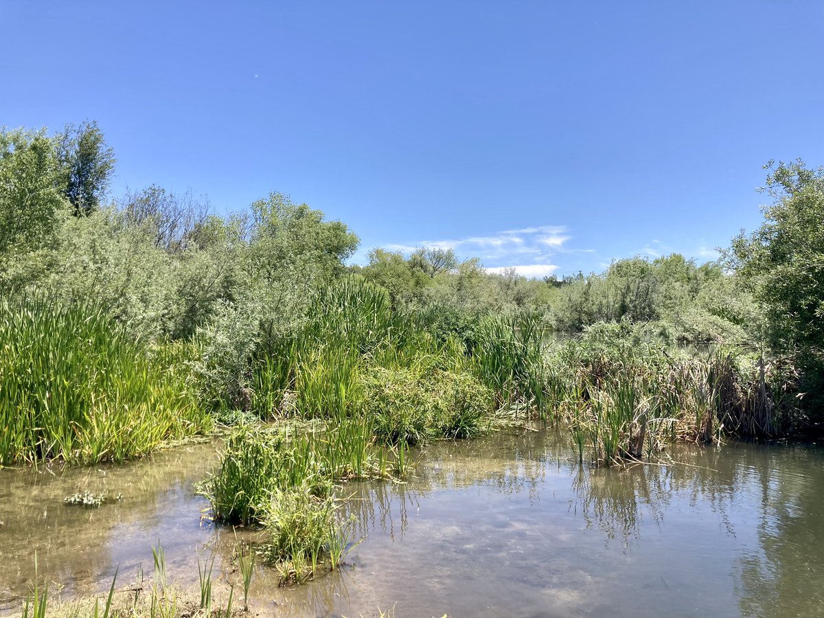 EmilyFairfax's tweet photo. The difference in greenness between where the Salinas River has #beavers and where it doesn’t is remarkable. 

Beavers make California #riverscapes more complex, which helps protect them from droughts and wildfires. Plenty of water for the plants here! 

Thanks, beavs. https://t.co/9E7GlUdMww