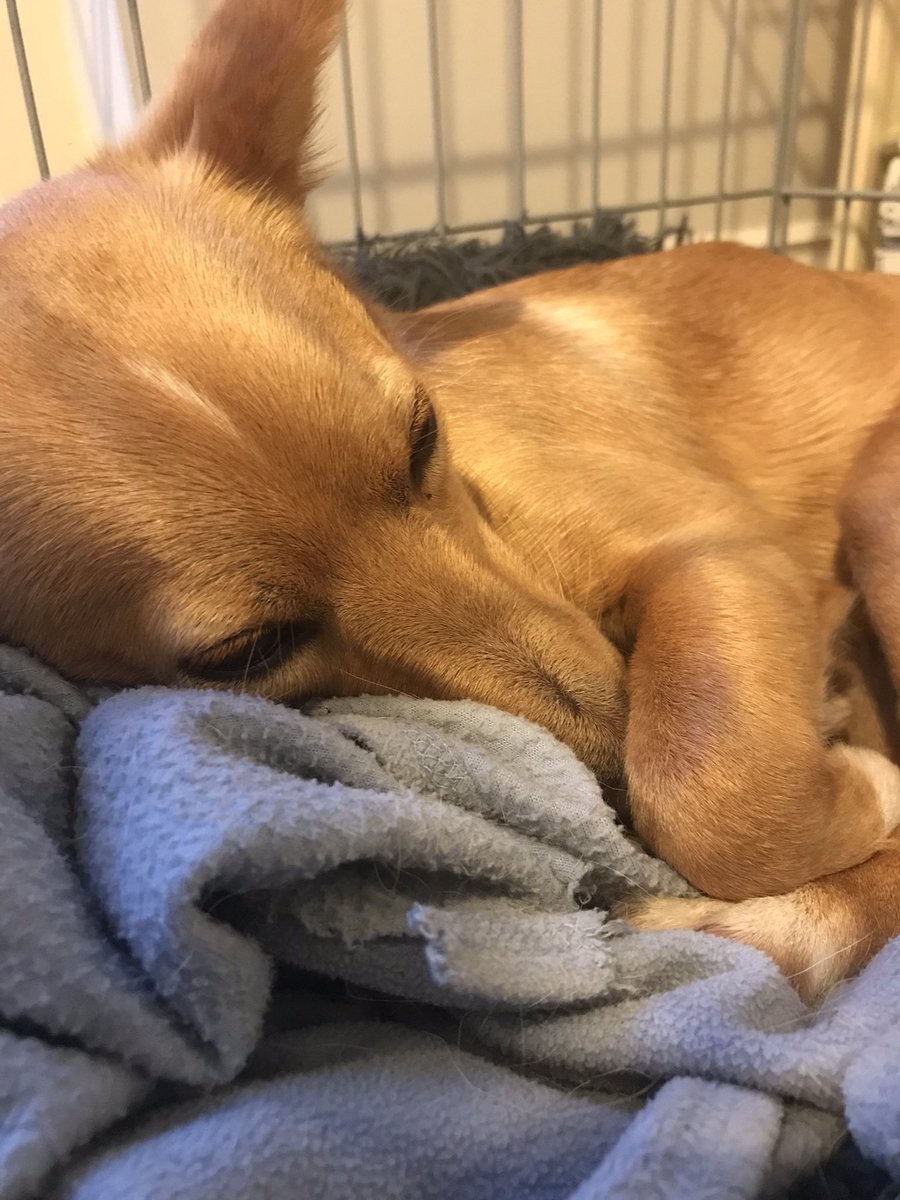 zoom_dog1's tweet photo. Asleep https://t.co/TRm8ojZD82