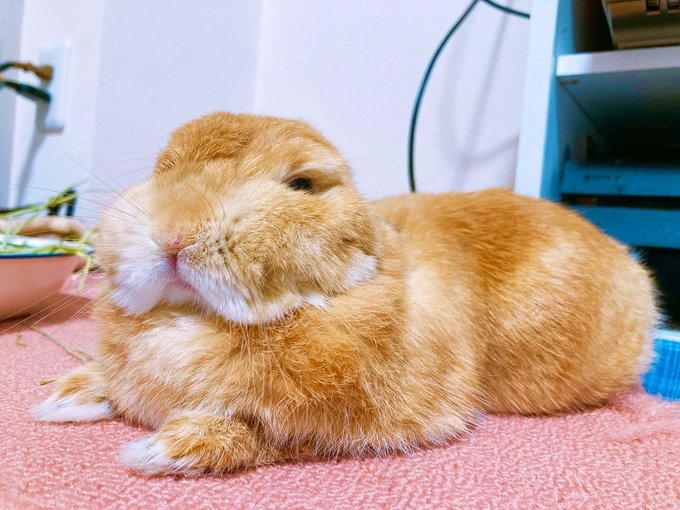 桜桃優 S Recent Tweets 29 Whotwi Graphical Twitter Analysis