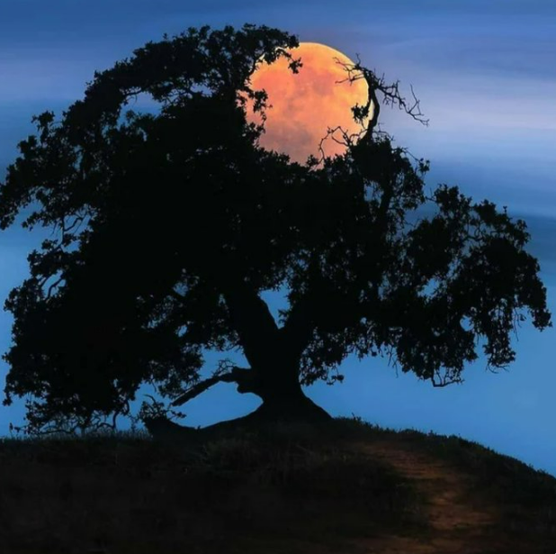 MySpiritEvolves's tweet image. #MySpiritEvolves was created in response to an overwhelming need for emotional awareness support. 

We are bridging the gap between the darkness and the light within consciousness. 

#DarkSouls, we see you. We will not turn away.