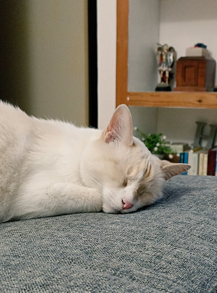 Ojalá todos los animalitos abandonados algún día puedan dormir tranquilos en un lugar amoroso y responsable.