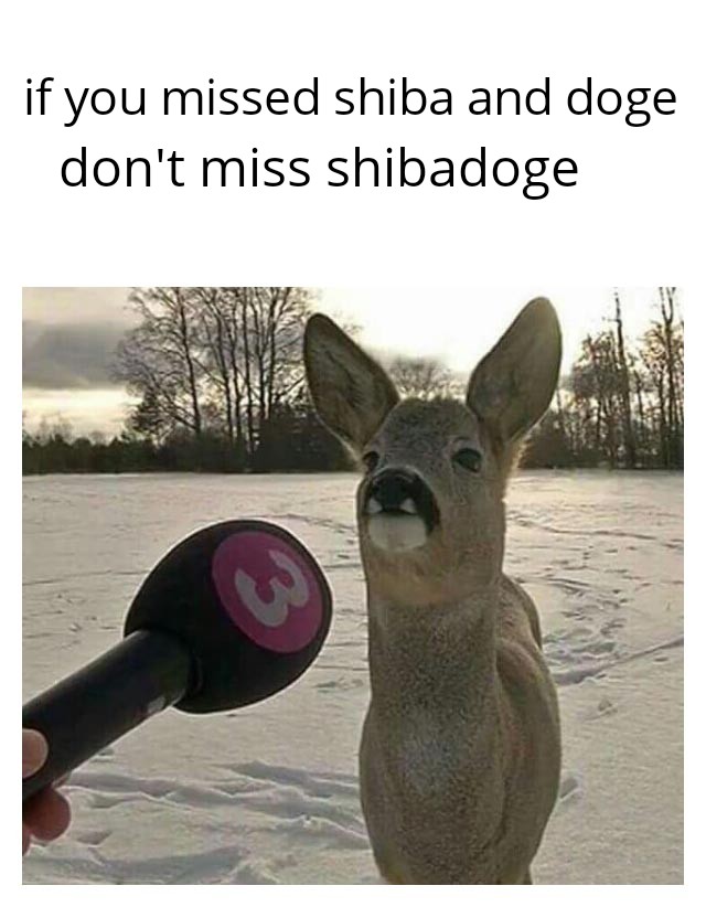 ismael_yeferson's tweet photo. @elonmusk elon we love you #shibadoge #unity https://t.co/dpFyC801BG