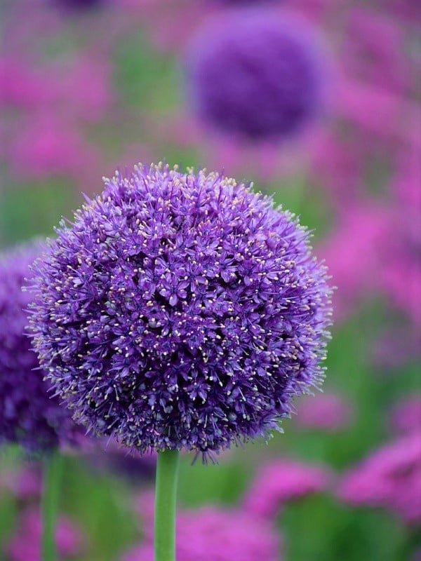 Masahiro Morisaki おはようございます 今日は全国的に晴れますが 北海道はにわか雨 関東 九州南部は雲が広がりやすく所々で雨の見込み 今日の花は アリウム 花言葉 深い悲しみ 無限の悲しみ 優しい くじけない心 正しい主張 充実した