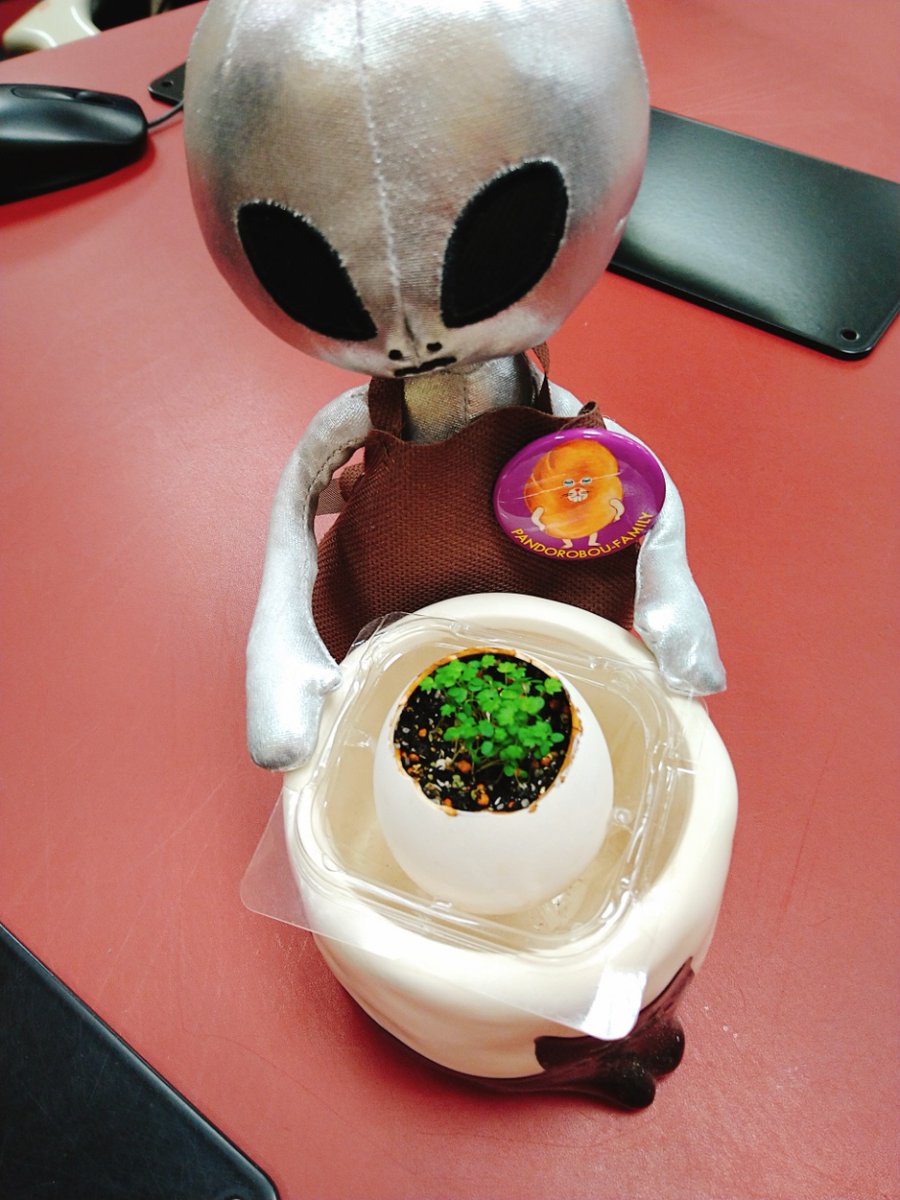 miraiya_mikasa's tweet photo. おはようございます。
今日は朝からストロベリーの間引きと大きな鉢への植え替えをしました。
小さすぎて怖いです…:;(∩´﹏`∩);:
大きな鉢に植え替えるとますます小さないのち(*´ω`*)
#聖新陶芸 #eggling #strawberry https://t.co/ZOcr58ou9y